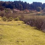 LA VIDA POR LA DEFENSA AMBIENTAL EN MICHOACÁN